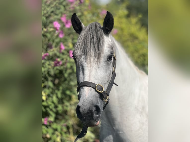 Cob Mix Mare 3 years 14,2 hh White in Athenry Cob Mix Mare 3 years 14,2 hh White in Athenry