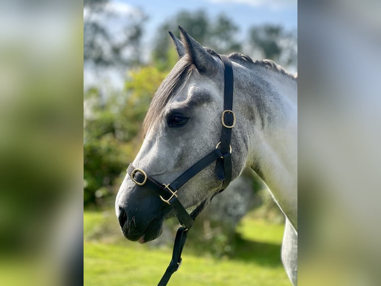 Cob Mix Mare 3 years 14,2 hh White in Athenry Cob Mix Mare 3 years 14,2 hh White in Athenry