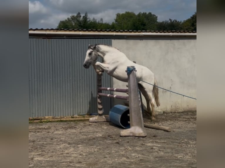 Cob Mix Mare 3 years 14,2 hh White in Athenry Cob Mix Mare 3 years 14,2 hh White in Athenry