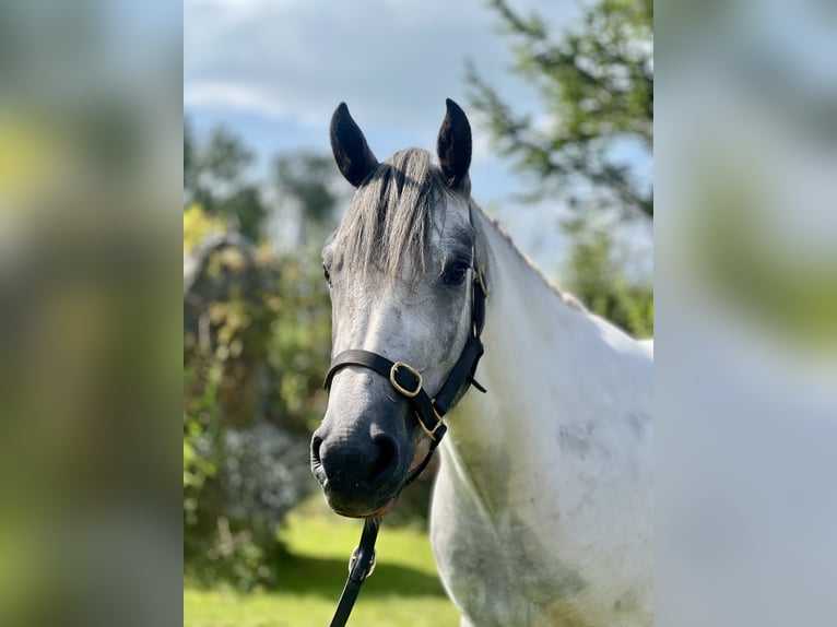 Cob Mix Mare 3 years 14,2 hh White in Athenry Cob Mix Mare 3 years 14,2 hh White in Athenry