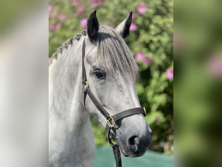 Cob Mix Mare 3 years 14,2 hh White in Athenry Cob Mix Mare 3 years 14,2 hh White in Athenry