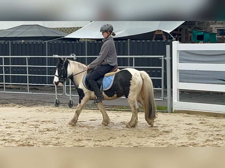 Cob Mare 4 years 11.3 hh Pinto in Morsbach