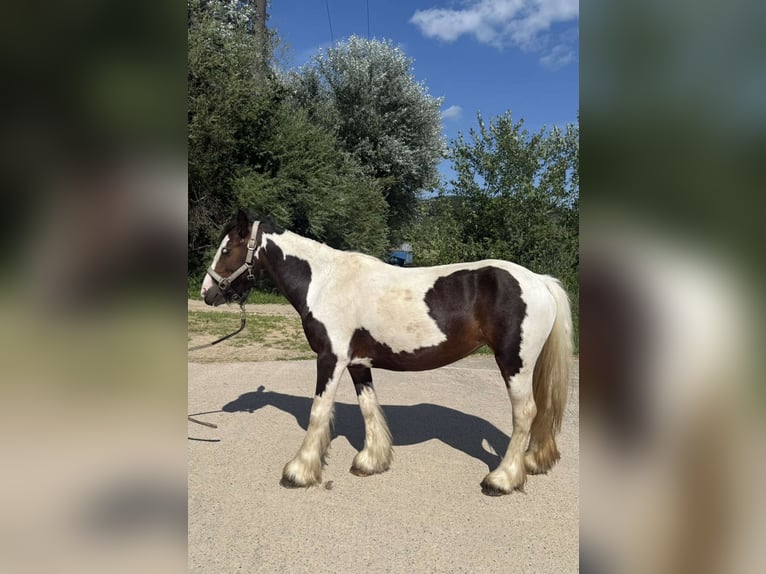 Cob Mare 4 years 11,1 hh Pinto in Weyer Cob Mare 4 years 11,1 hh Pinto in Weyer