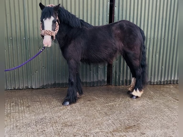 Cob Mare 4 years 12.2 hh Black in Sligo
