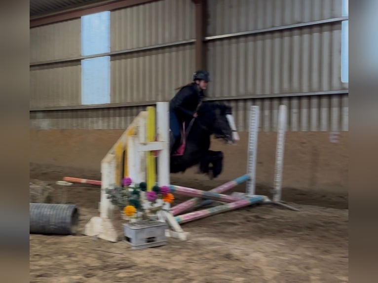 Cob Mare 4 years 12.2 hh Black in Sligo