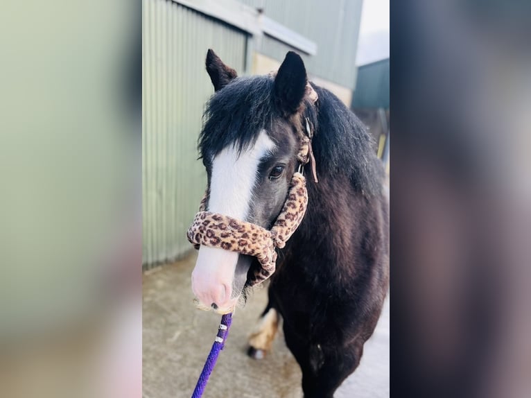 Cob Mare 4 years 12.2 hh Black in Sligo