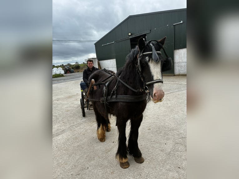 Cob Mare 4 years 12.2 hh Black in Sligo