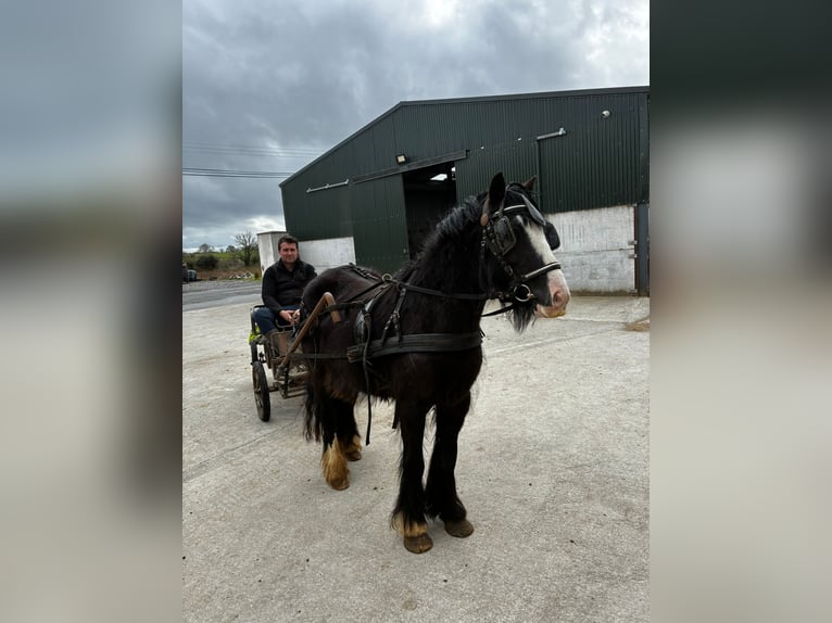 Cob Mare 4 years 12,2 hh Black in Sligo