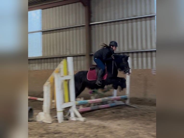 Cob Mare 4 years 12,2 hh Black in Sligo