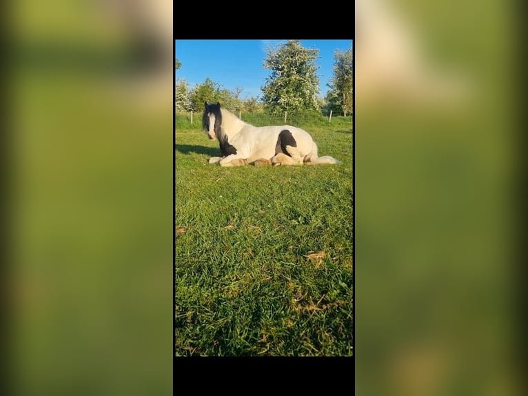 Cob Mare 4 years 12,2 hh Leopard-Piebald in Derby