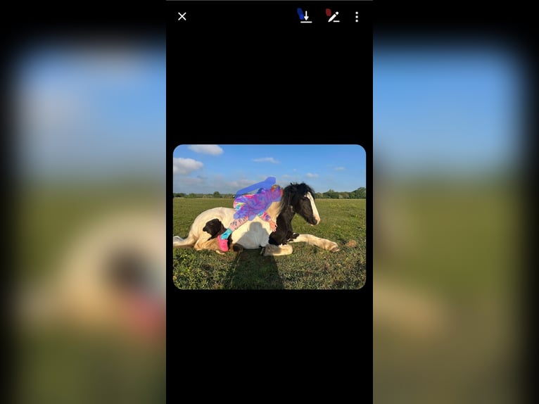 Cob Mare 4 years 12,2 hh Leopard-Piebald in Derby