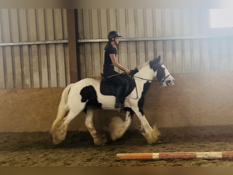 Cob Mare 4 years 13.2 hh Pinto in Sligo