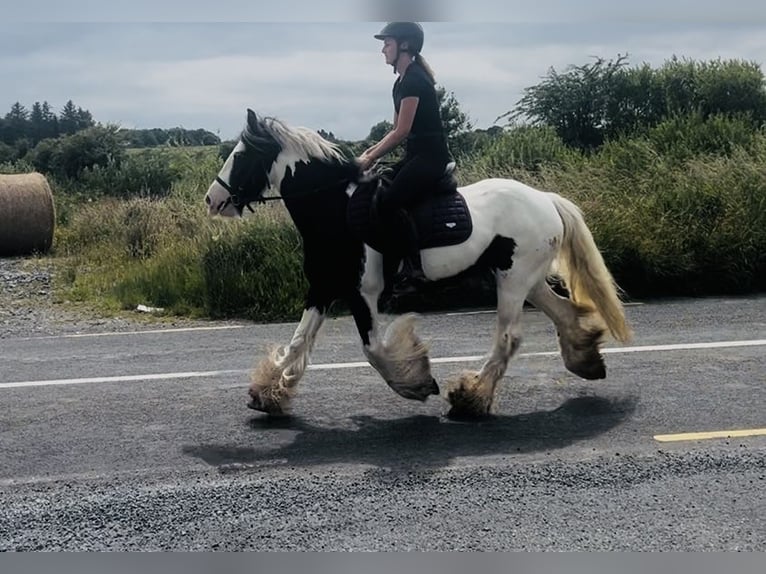 Cob Mare 4 years 13.2 hh Pinto in Sligo