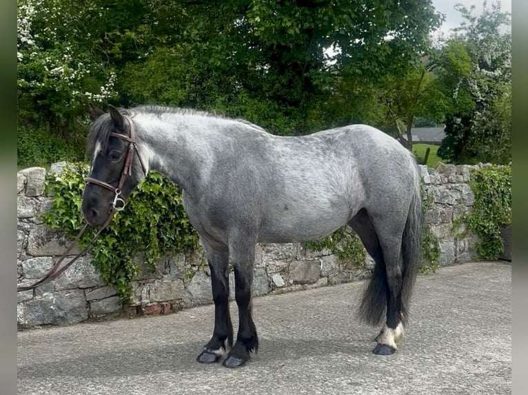 Cob Mare 4 years 13.2 hh Roan-Blue in Newry