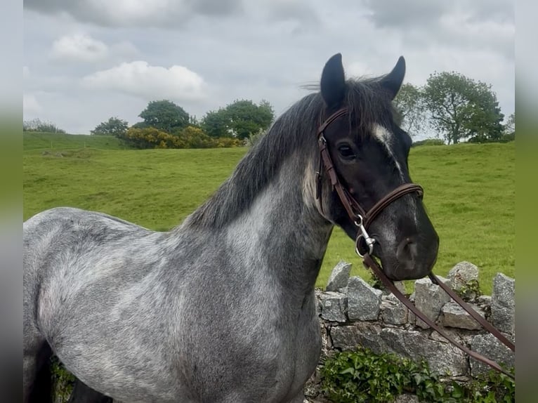 Cob Mare 4 years 13.2 hh Roan-Blue in Newry
