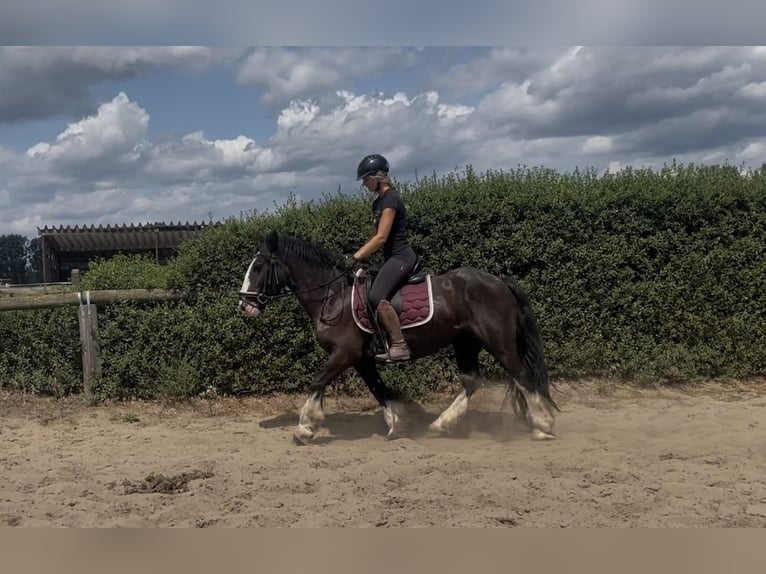 Cob Mare 4 years 13,2 hh Black in Trebbin