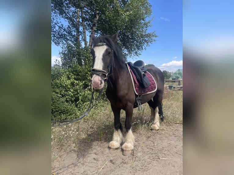 Cob Mare 4 years 13,2 hh Black in Trebbin