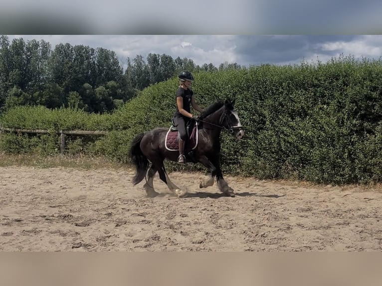 Cob Mare 4 years 13,2 hh Black in Trebbin