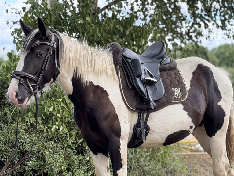 Cob Mix Mare 4 years 14.1 hh Tobiano-all-colors in Trebbin