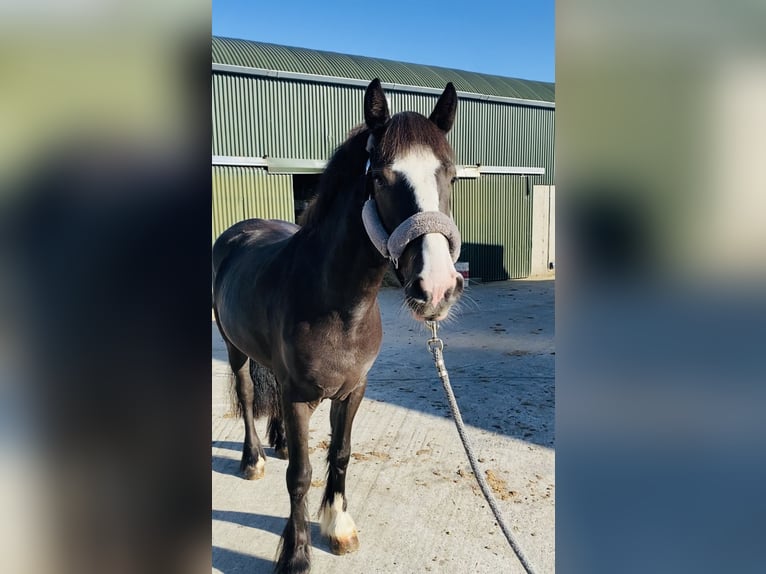 Cob Mare 4 years 14,2 hh Bay in Sligo