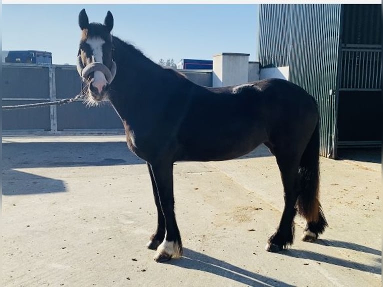 Cob Mare 4 years 14,2 hh Bay in Sligo