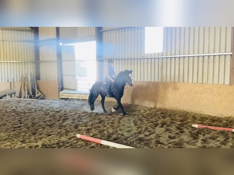 Cob Mare 4 years 14,2 hh Bay in Sligo