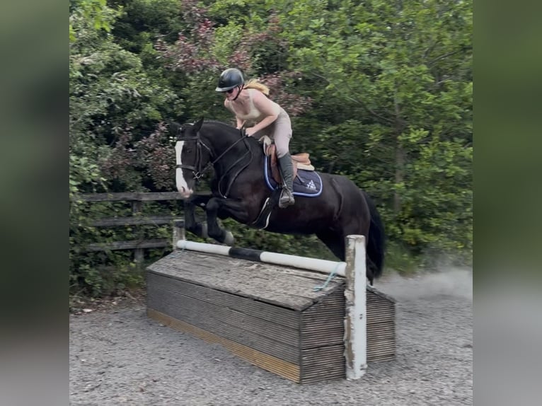 Cob Mare 4 years 14.2 hh Black in Mountrath, Co. Laois