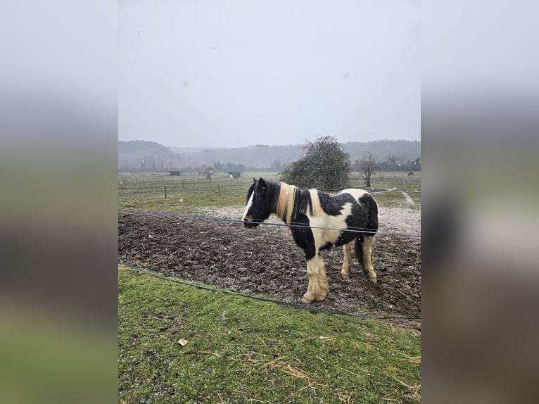 Cob Mare 4 years 14.2 hh Palomino in Vitrac