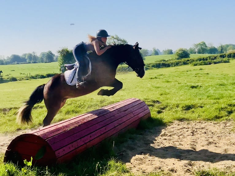 Cob Mare 4 years 14,2 hh Brown in Mountrath