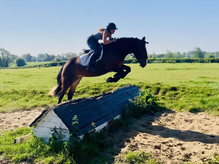 Cob Mare 4 years 14,2 hh Brown in Mountrath