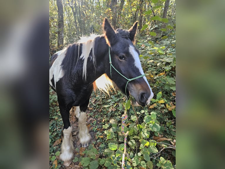 Cob Mare 4 years 14,2 hh Palomino in Vitrac