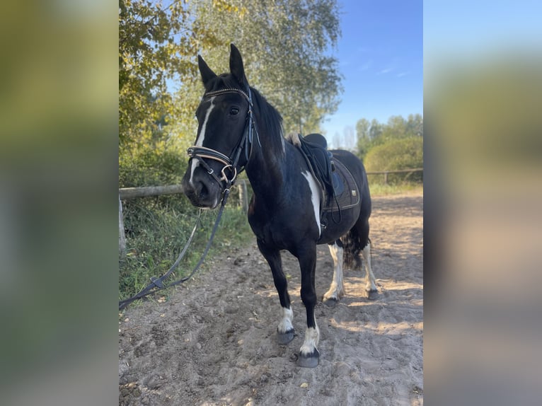 Cob Mix Mare 4 years 14,2 hh Tobiano-all-colors in Trebbin