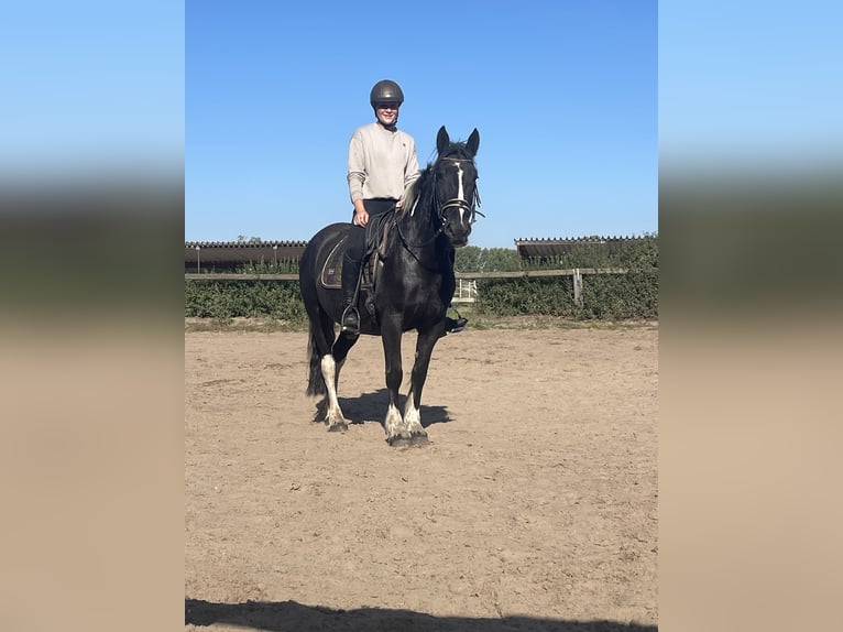 Cob Mix Mare 4 years 14,2 hh Tobiano-all-colors in Trebbin