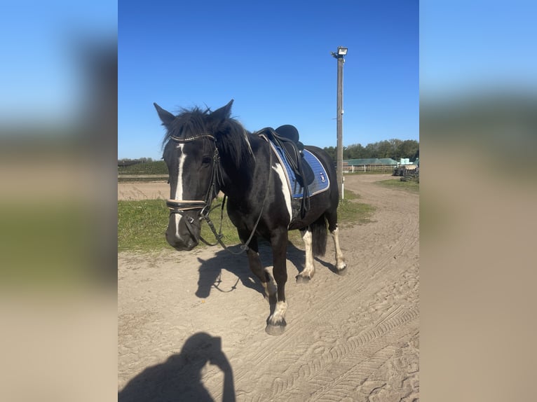 Cob Mix Mare 4 years 14,2 hh Tobiano-all-colors in Trebbin