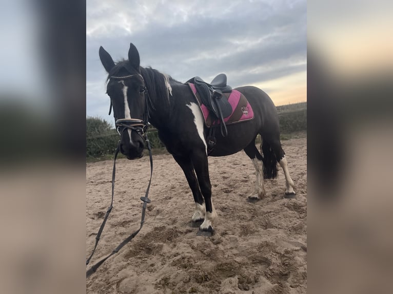 Cob Mix Mare 4 years 14,2 hh Tobiano-all-colors in Trebbin