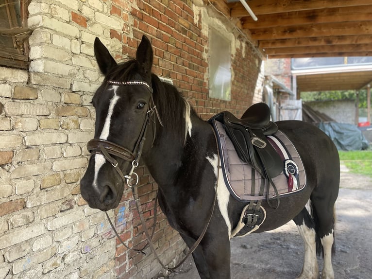 Cob Mix Mare 4 years 14,2 hh Tobiano-all-colors in Trebbin