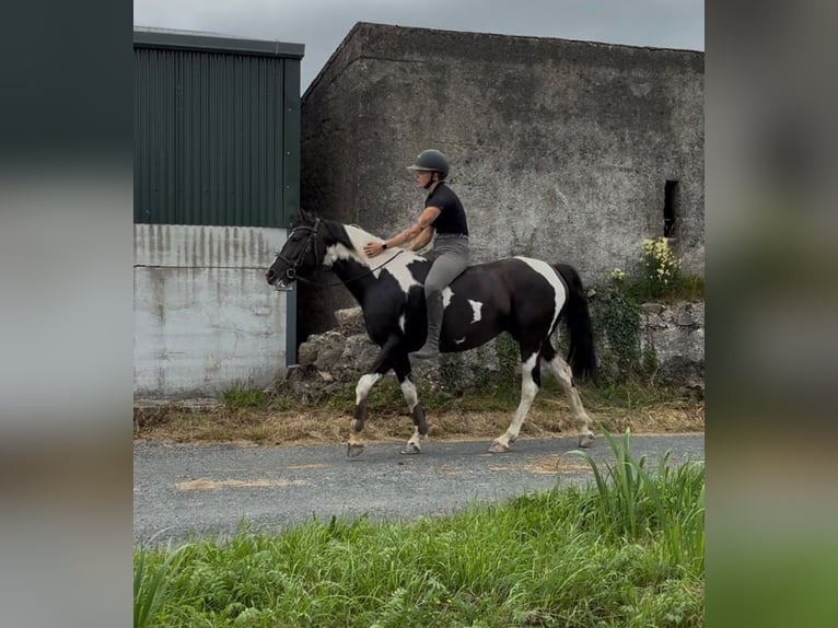 Cob Mare 4 years 15.1 hh Pinto in Sligo