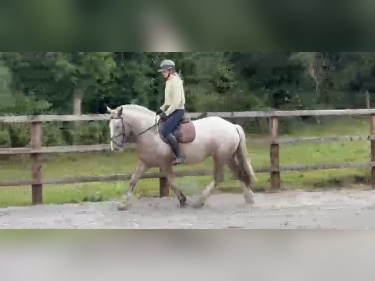 Cob Mare 4 years 15,2 hh in Drumshanbo