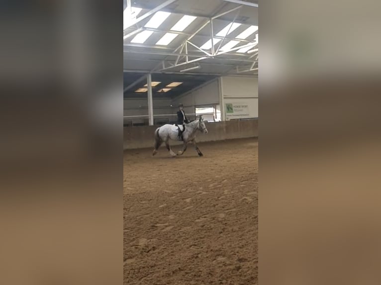 Cob Mare 4 years 15,2 hh in Drumshanbo