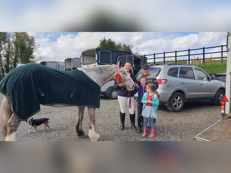 Cob Mare 4 years 15,2 hh in Drumshanbo