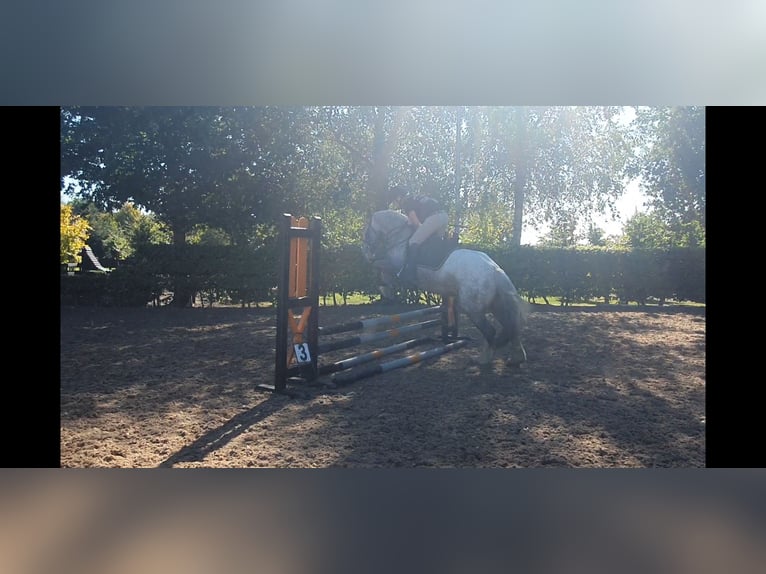 Cob Mare 4 years 15,2 hh in Drumshanbo