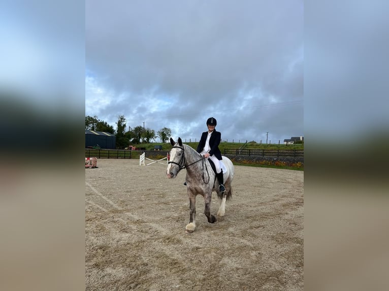 Cob Mare 4 years 15,2 hh in Drumshanbo