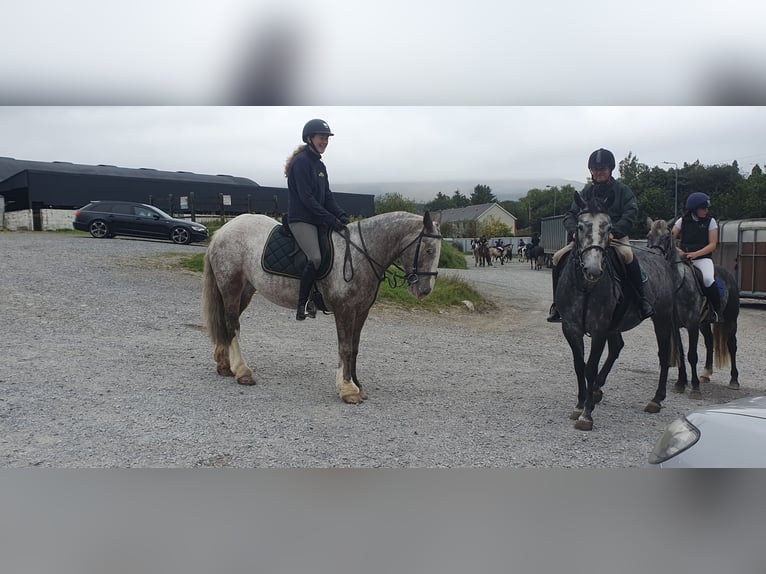 Cob Mare 4 years 15,2 hh in Drumshanbo