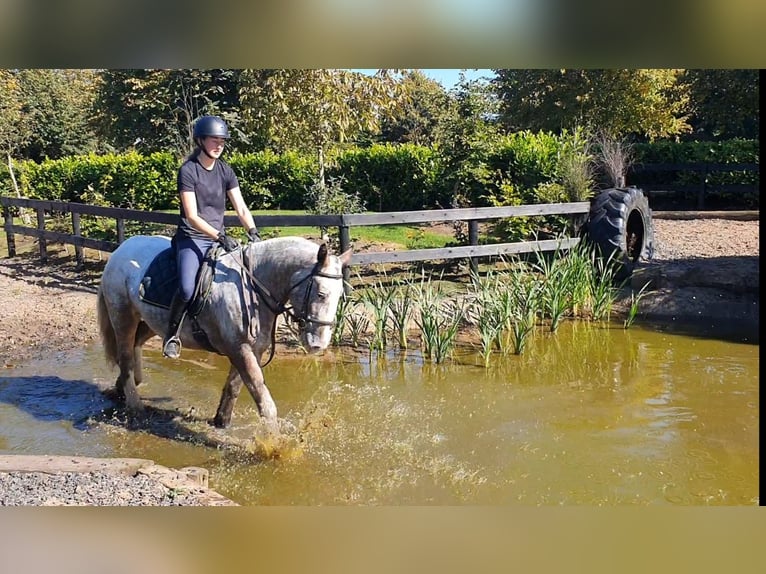 Cob Mare 4 years 15,2 hh in Drumshanbo