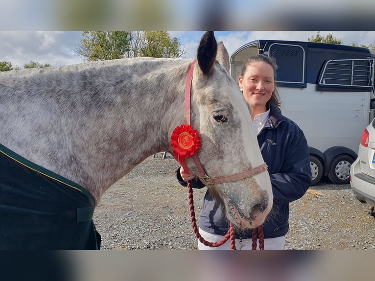 Cob Mare 4 years 15,2 hh in Drumshanbo