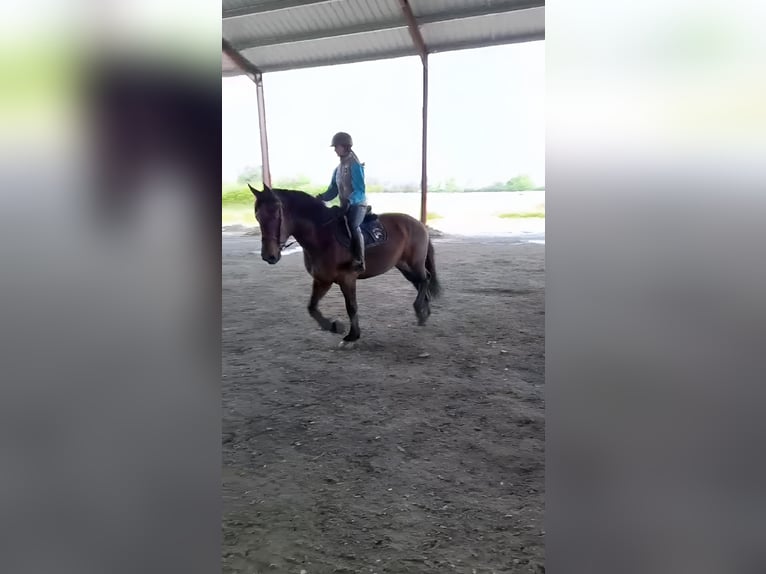 Cob Mare 4 years 16 hh Brown in SANDRANS