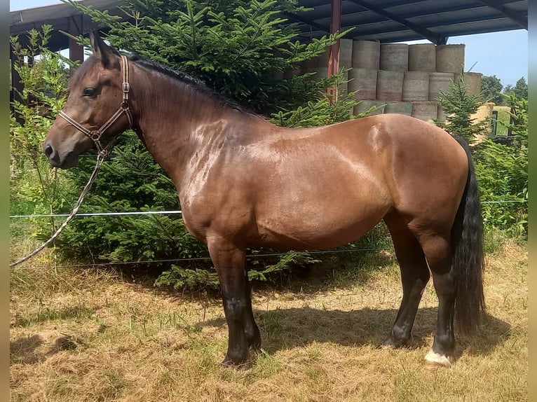 Cob Mare 4 years 16 hh Brown in SANDRANS