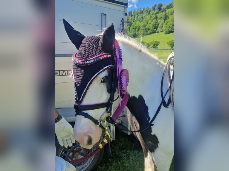 Cob Mare 5 years 12.1 hh Pinto in Gummern