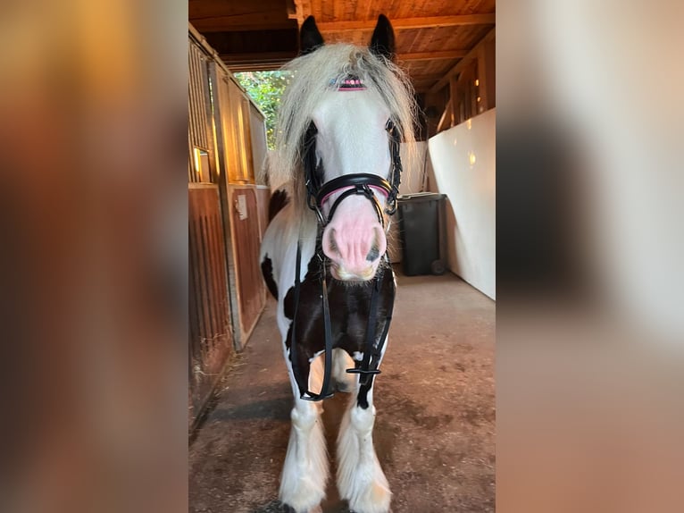 Cob Mare 5 years 12.1 hh Pinto in Gummern