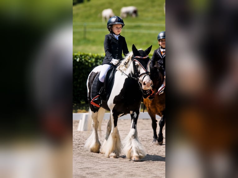 Cob Mare 5 years 12.1 hh Pinto in Gummern